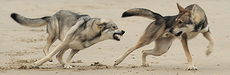 footer_image1