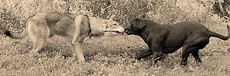 footer_image2