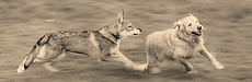 footer_image3