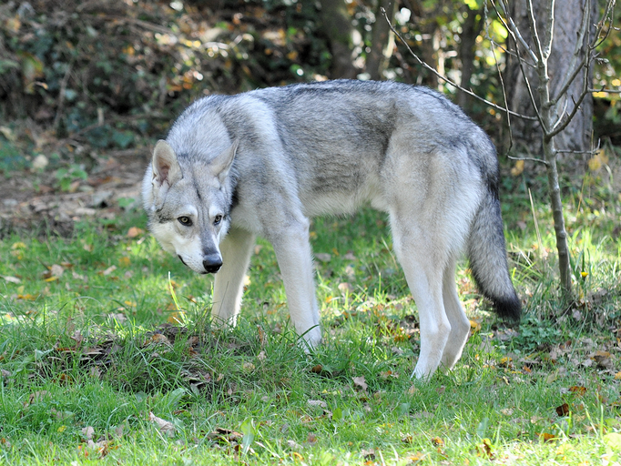 image_enjo_ambersson_1.png