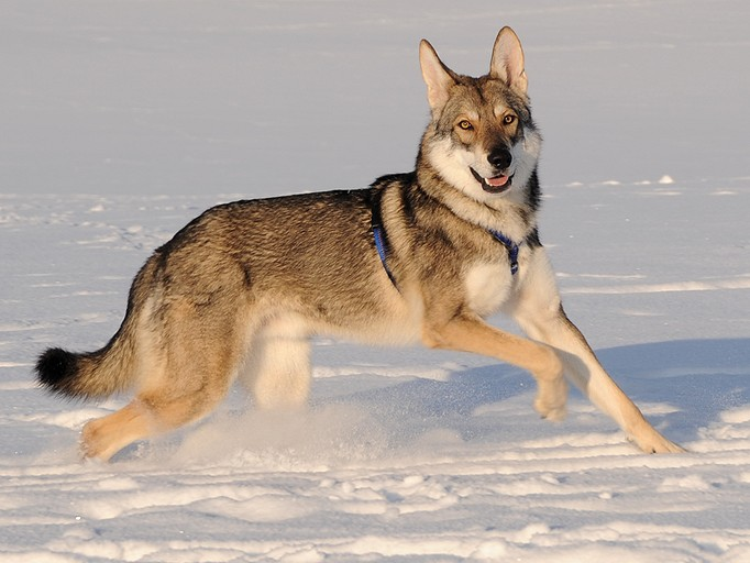 image_lucan_kadin_1.png