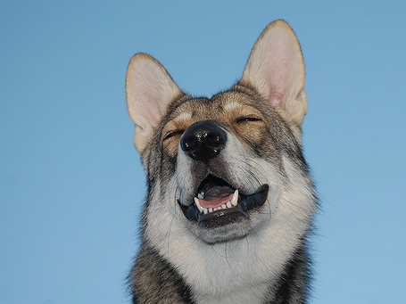 image_rasseportrait_4.png